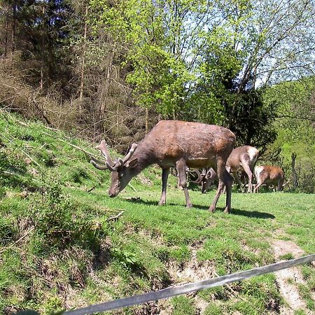 Birkenhain Stolberg i. Harz Dış mekan fotoğraf